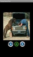 Funny pics horses پوسٹر