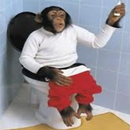 Funny pics monkeys APK