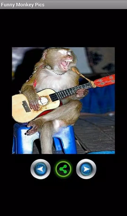 Fotos engraçadas de macacos