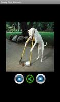 Funny pics animals poster