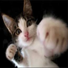 Funny pics cats icon