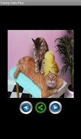 Funny pics cats পোস্টার