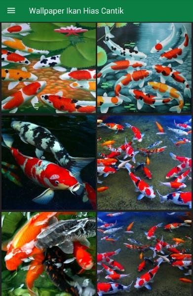 Wallpaper Ikan Hias Cantik For Android Apk Download