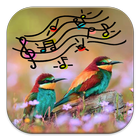 Ringtone Bird Sound icône