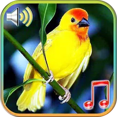 Descargar APK de Pájaros Sonidos Ringtones