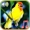 Pájaros Sonidos Ringtones