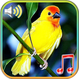 Птицы звучат мелодии и обои иконка