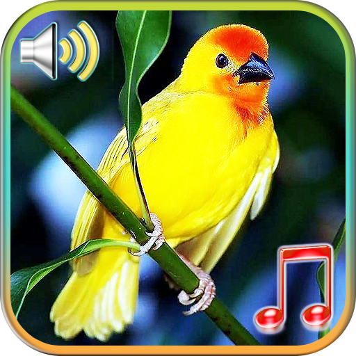 Птицы звучат мелодии и обои