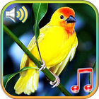 Vogels klinkt ringtones-icoon