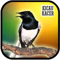 101 Kicau Termerdu Kacer Juara