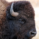 lwp bison APK