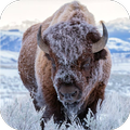Bison HD Wallpaper