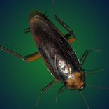 Pesky Cockroach