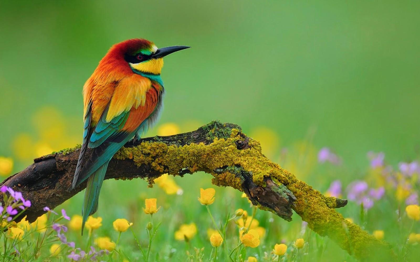 Tải xuống APK Bird Wallpaper Images HD cho Android Tải xuống APK Bird Wallpaper Images HD cho Android
