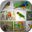 Bird Art Frames