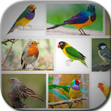 Bird Art Frames icône
