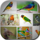 Bird Art Frames Zeichen