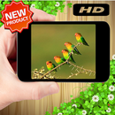 Best Love Bird Photo APK