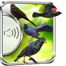 Czarne Ptaki Dźwięki aplikacja