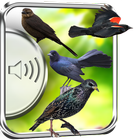 Black Birds Sounds icon