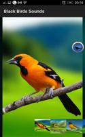 Black Birds Sounds screenshot 1