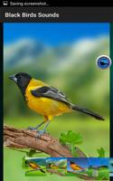 Black Birds Sounds screenshot 2