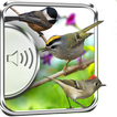 Chickadee Birds Sounds