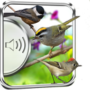 Chickadee Birds Sounds aplikacja