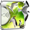 Odgłosy ptaków mewy aplikacja