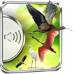 Heron Birds Sounds