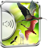 Heron Birds Sounds icône
