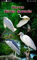 Sonidos de pájaros de garza Poster