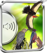 Woodpecker Birds Sounds