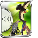 Dzięcioł Ptaki Dźwięki aplikacja