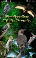 Poster Woodpecker Birds Sounds
