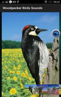 1 Schermata Woodpecker Birds Sounds