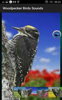 2 Schermata Woodpecker Birds Sounds