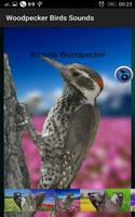 3 Schermata Woodpecker Birds Sounds