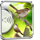 Wren Birds Sounds aplikacja