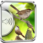 Wren Birds Sounds icon