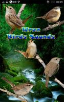 Wren Birds Sounds poster
