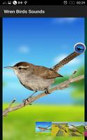 Wren Birds Sounds screenshot 1