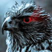 bird of prey live wallpaper