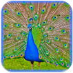 Peacock Dźwięki i dzwonki