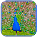 Peacock Sounds and Ringtones APK