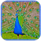 Peacock Sounds und Klingeltöne Zeichen