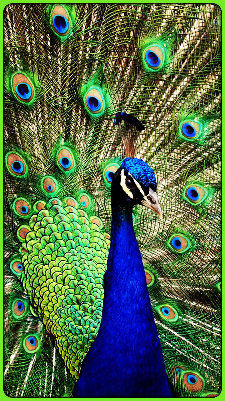 خلفيات ريش طاووس