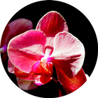Orchidaceae Wallpapers icon