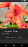 Orchidaceae Wallpapers screenshot 1