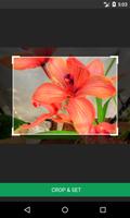 Orchidaceae Wallpapers screenshot 2